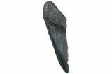 Partial, Fossil Megalodon Tooth - South Carolina #235929-1